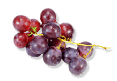 Vitis vinifera